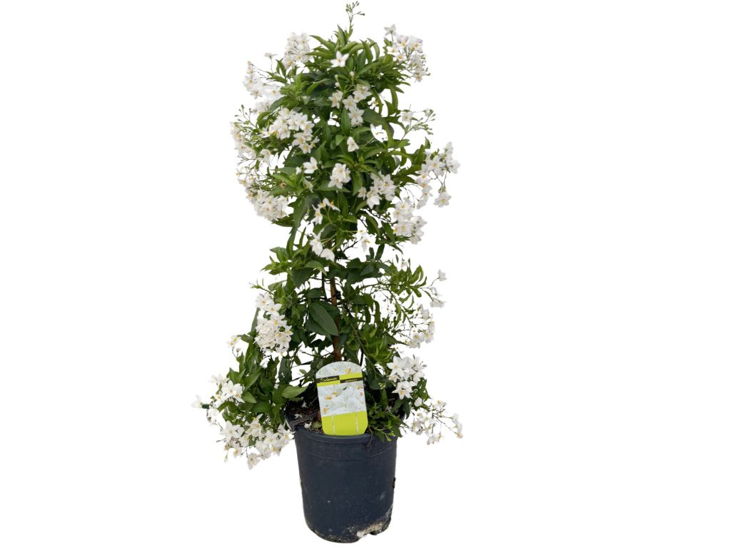 Ľuľok jazmínokvetý, výška 40-60 cm, kvetináč 17 cm