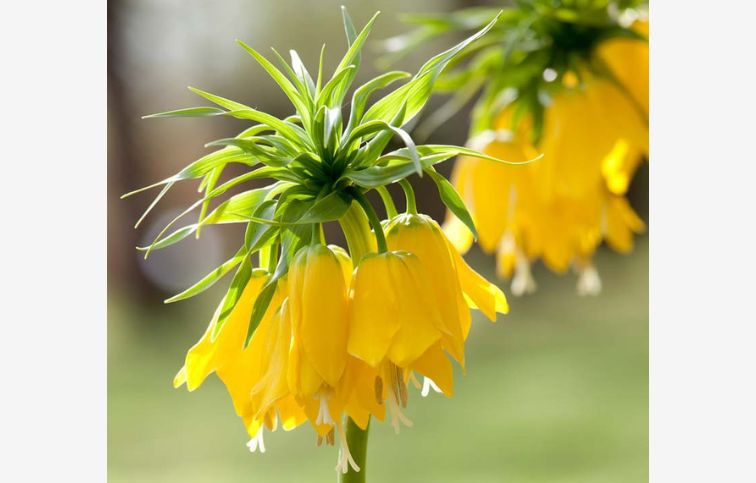 Korunkovka Imperialis Lutea 1 ks v balení