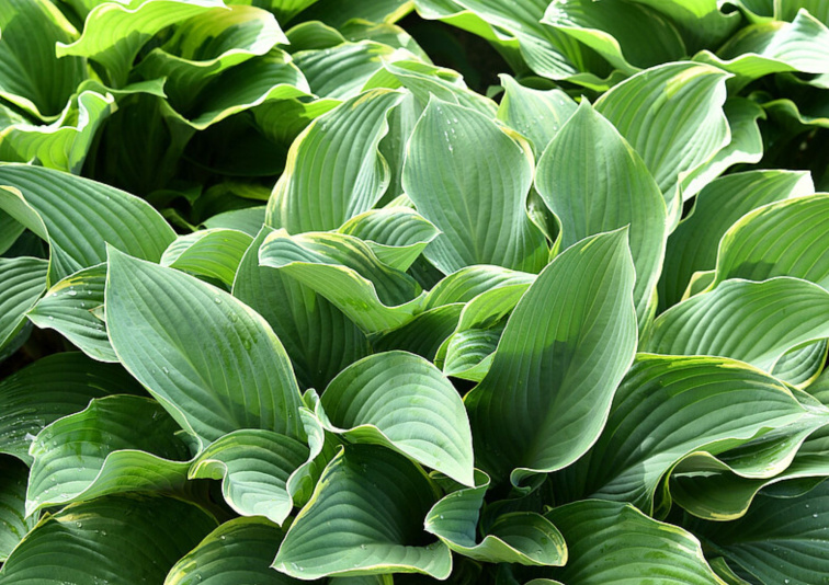 Hosta Regal Splendor