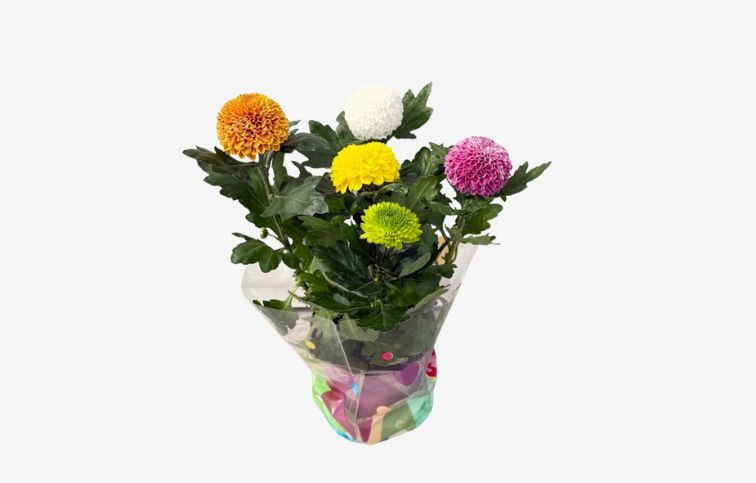 Chryzantéma Flower pops Carnaval, kont. p14