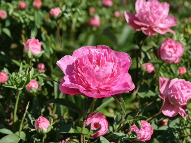 Pivonka bylinná Bouquet Perfect, kvetináč 1,5 l