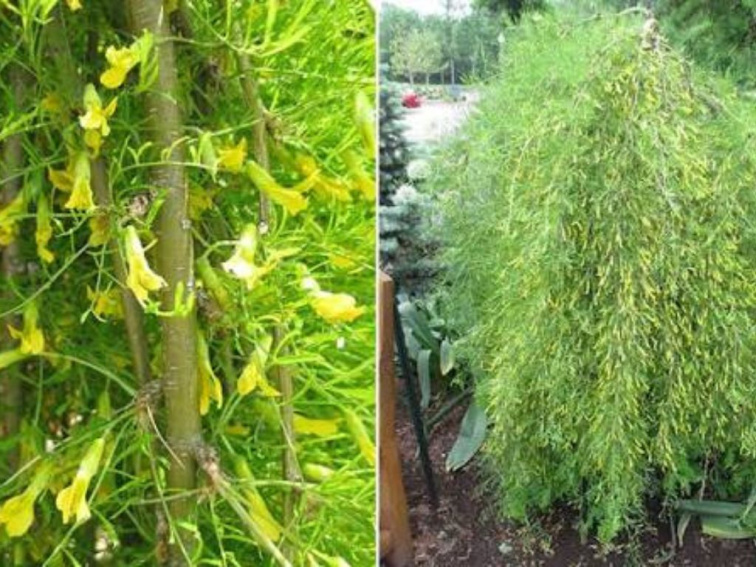 Karagana stromovitá Walker na kmienku, výška 80-100 cm, kvetináč 5 l