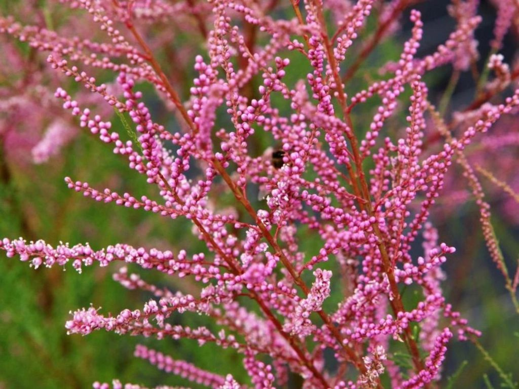 Tamariška kaspická Rubra, výška 180-200, kvetináč 10 l