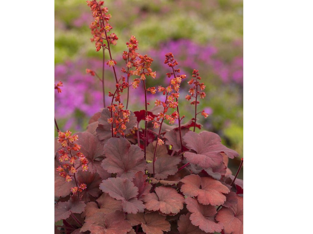 Heuchera Cherry Cola