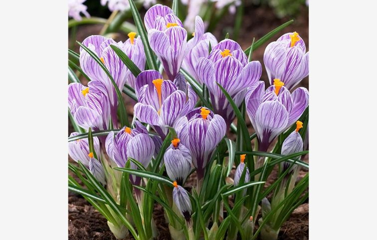 Krokus Pickwick 10 ks v balení