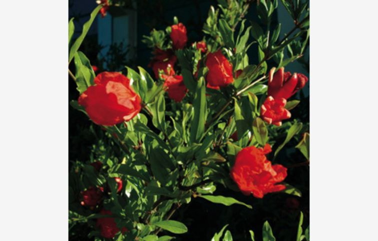 Granátové jablko Crimson Sky 30-50cm, kont. 2 l