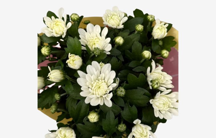 Chryzantéma Surf, kont. p12