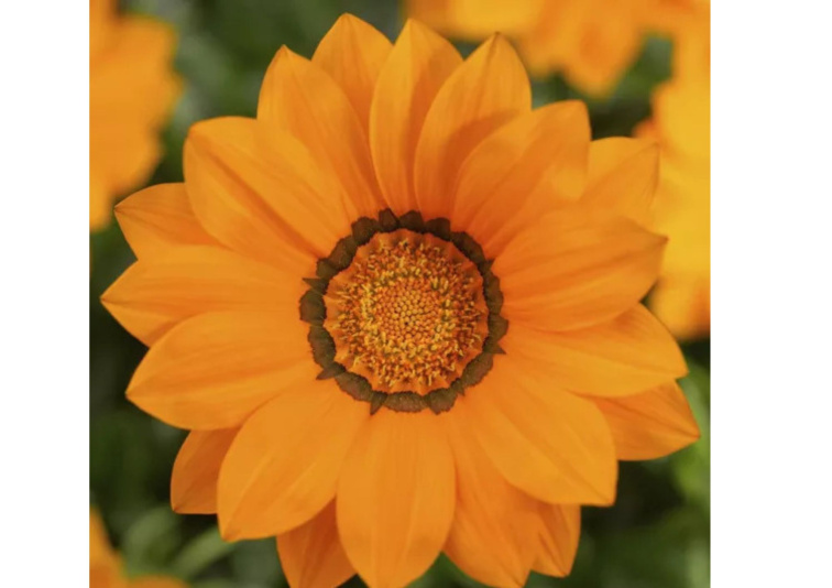 Gazania Big-Kiss Orange