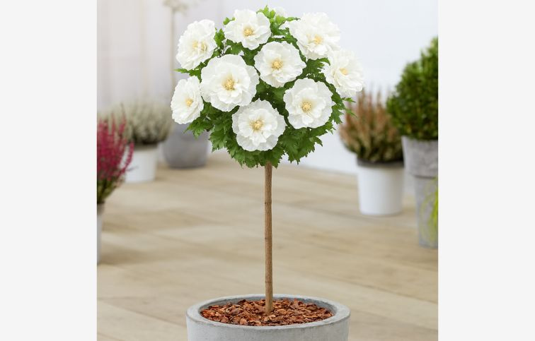 Ibištek sýrsky White Chiffon na cca 70cm kmienku, výška 100-120cm, kont. 5 l