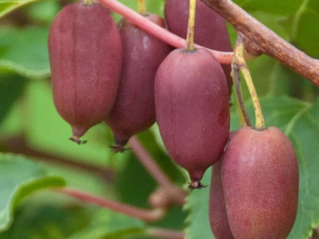 Kiwi Red Jumbo, výška 20-40 cm, kvetináč 9 cm