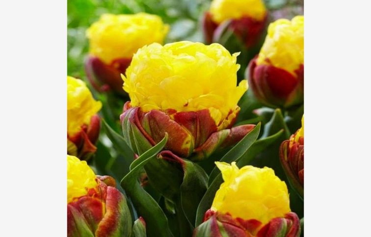 Tulipán Ice Cream Banana 3 ks v balení