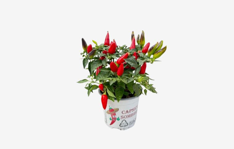 Okrasná paprika Sombrero červená, kont. p10,5