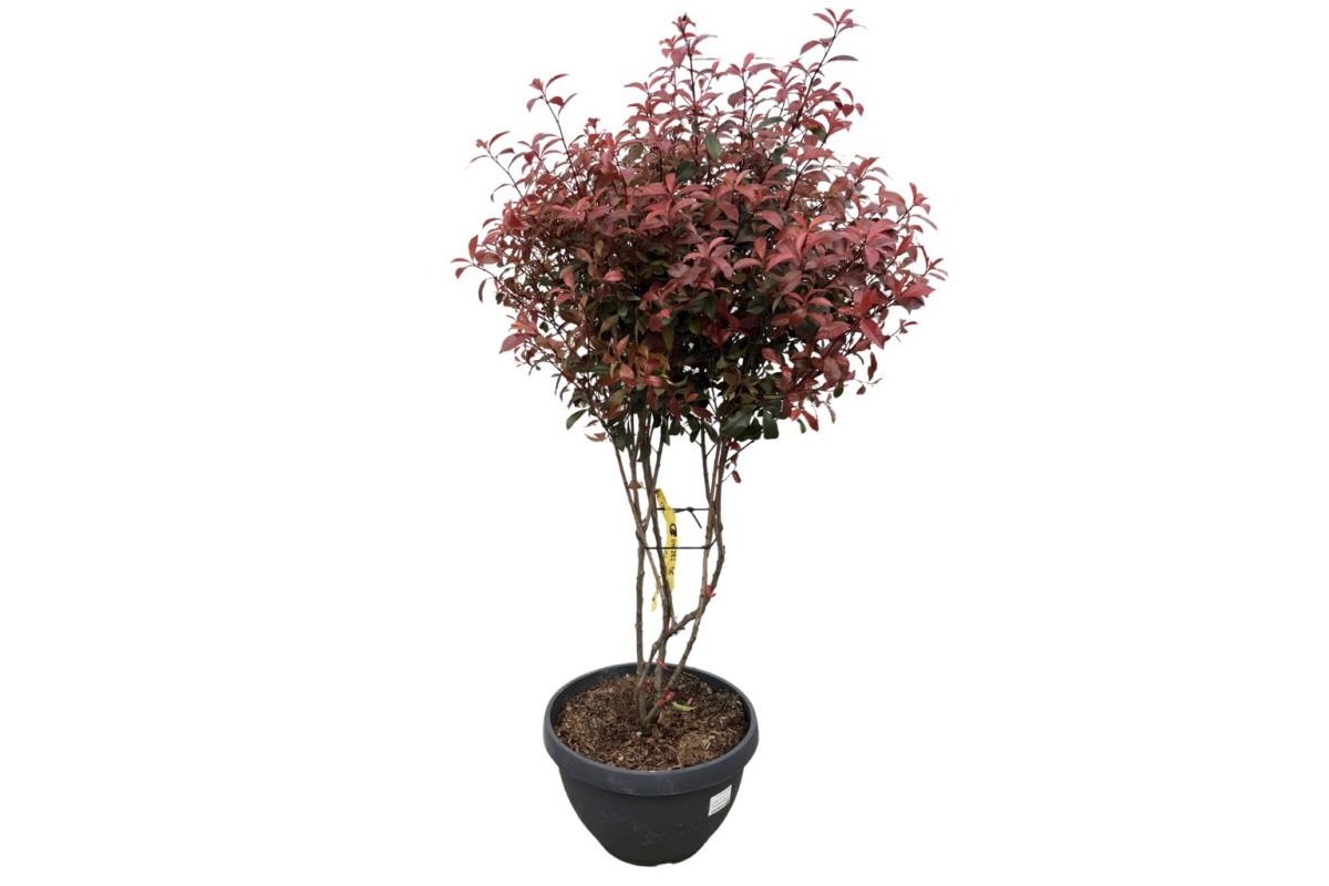 Červienka fraserová Robusta Compact, Multikmeň, výška 110-130 cm, kvetináč 40 l