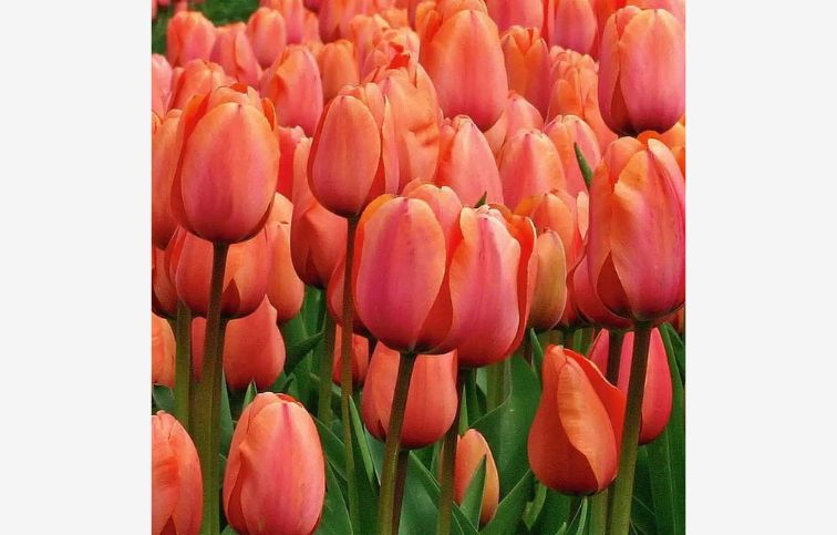 Tulipán Apricot Favourite 7 ks v balení