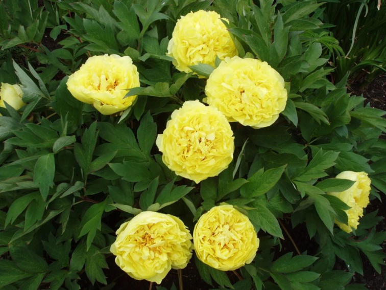 Pivonka hybridná Itoh Yellow Crown, kvetináč 1,5 l