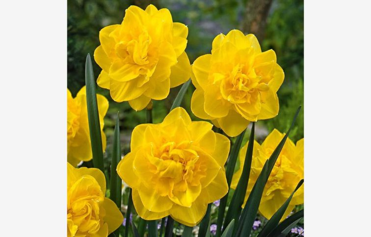 Narcis Golden Ducat 5 ks v balení