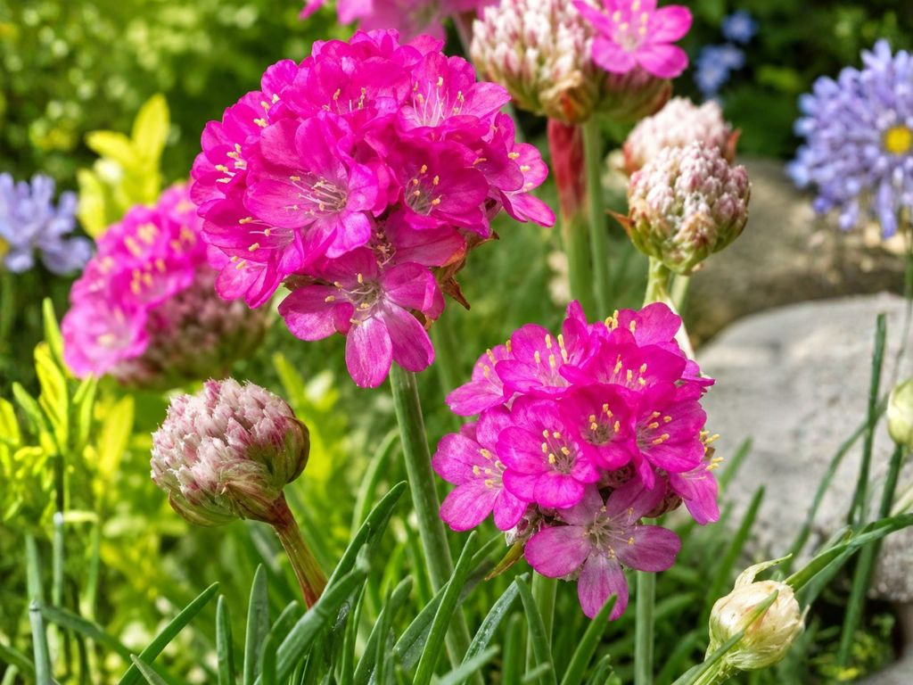 Trávnička prímorská Armada Pink