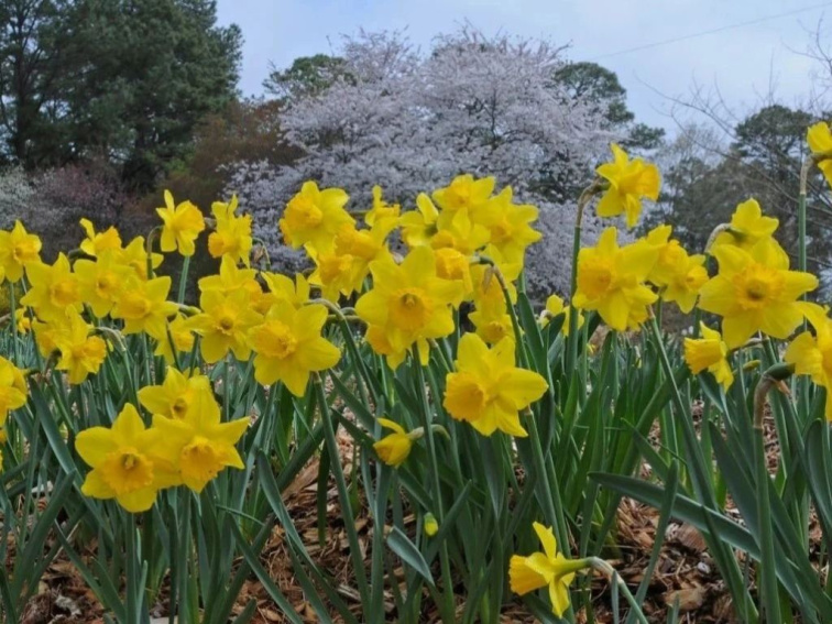 Narcis žltý 3 ks v kont. 0,5 l