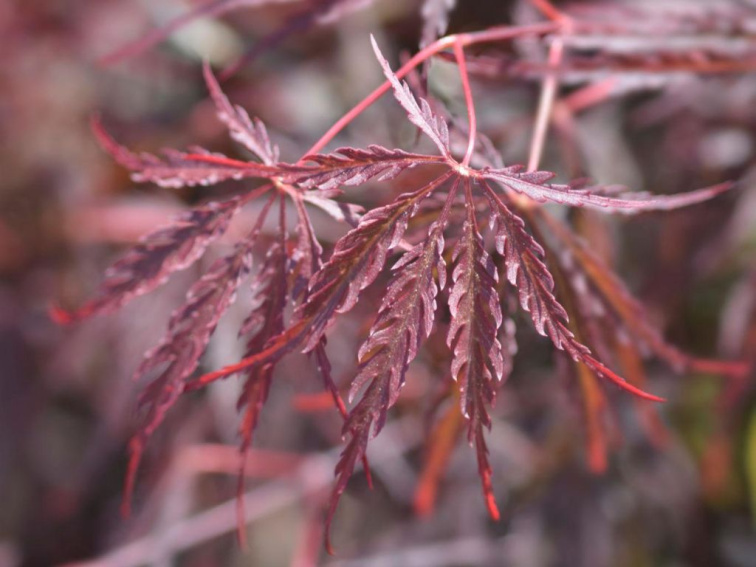 Javor dlaňovitolistý Royal Garnet 20-30cm, kont. 10,5cm