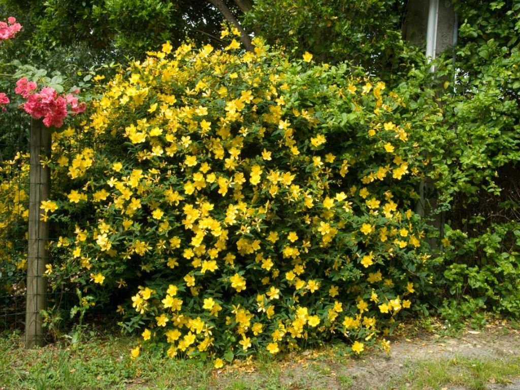 Ľubovník Hidcote, kvetináč 1,5 l