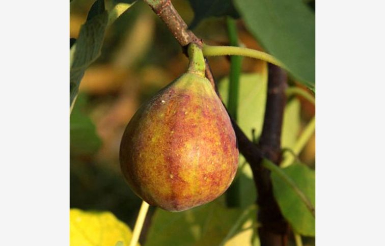 Figovník Francuesco 30-40 cm, kont. 2 l