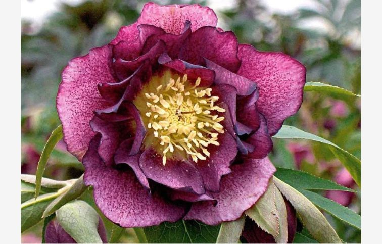 Čemerica východná Double Ellen Red, kont. p14