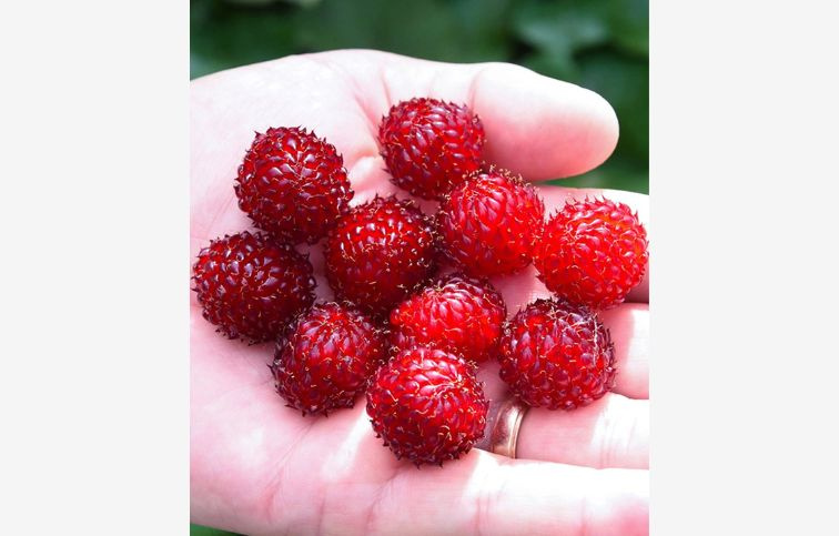 Malina Raspberry Tower 30-60 cm, kont. 2 l