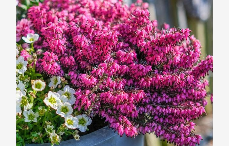 Vresovec pleťový Winter Ladies Sarah - Erica carnea, kont. p9