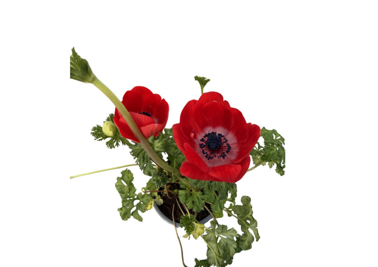 Veternica Harmony Scarlet, kvetináč 10,5 cm