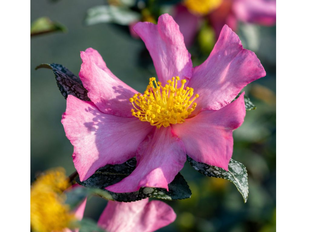 Kamélia sasanková Cleopatra, výška 60-90 cm, kvetináč 9 l