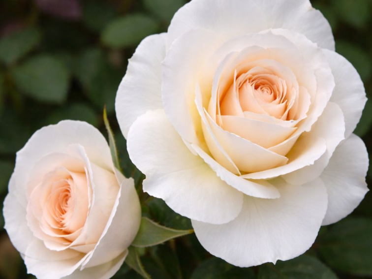 Ruža popínavá Snow Queen, výška 50-60 cm, kvetináč 1,5 l