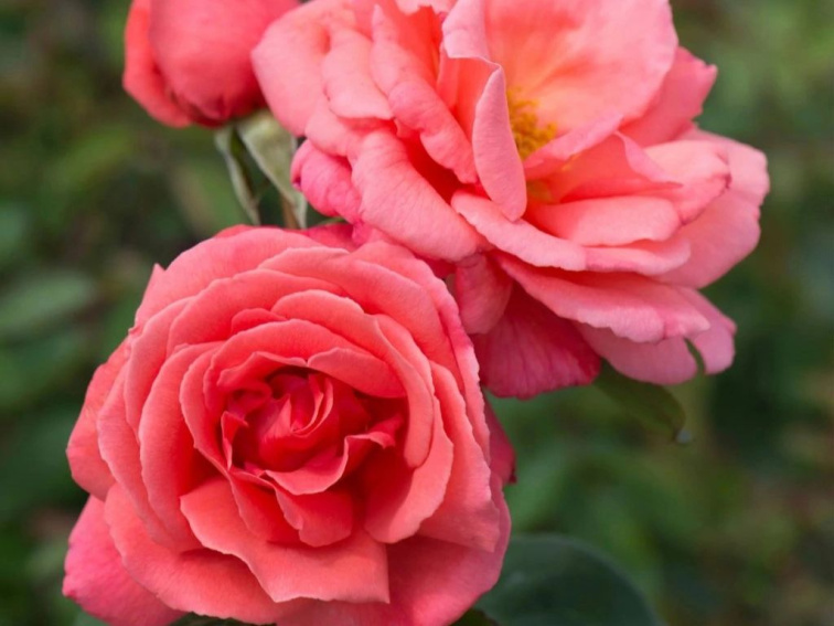 Ruža popínavá Salmon Queen, výška 50-60 cm, kvetináč 1,5 l