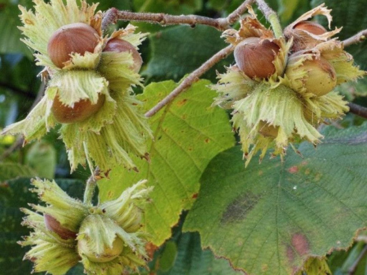 Lieska obyčajná Scooter, výška 50-60 cm, kvetináč 23 cm