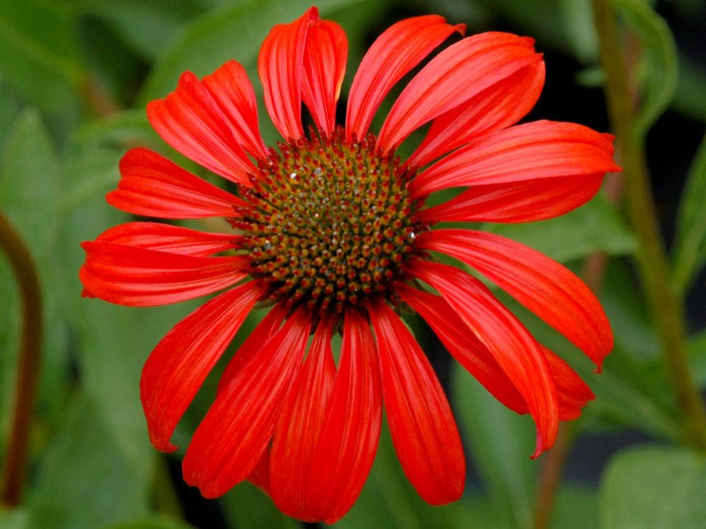 Echinacea purpurová Tomato Soup