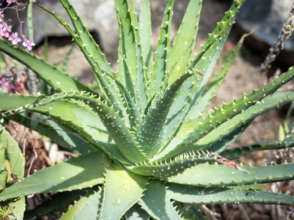 Aloe spinosissima, výška 30 cm, kvetináč 3 l