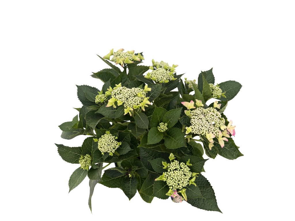 Hortenzia kalinolistá Hy-pe Lacecap Pink, výška 30-40 cm, kvetináč 23 cm
