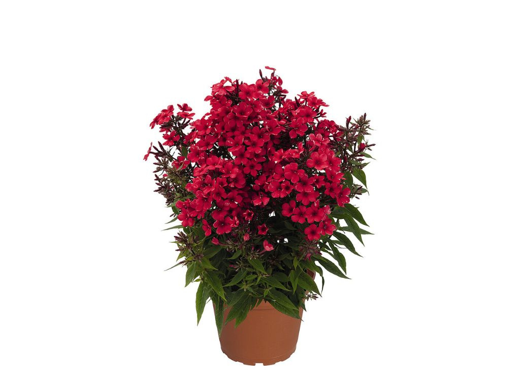 Flox metlinatý Early Red