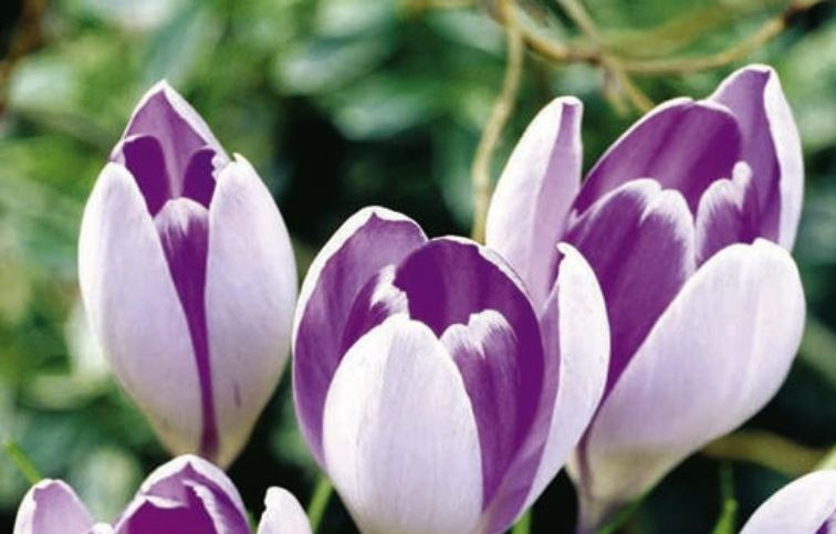 Krokus Vanguard 10 ks v balení