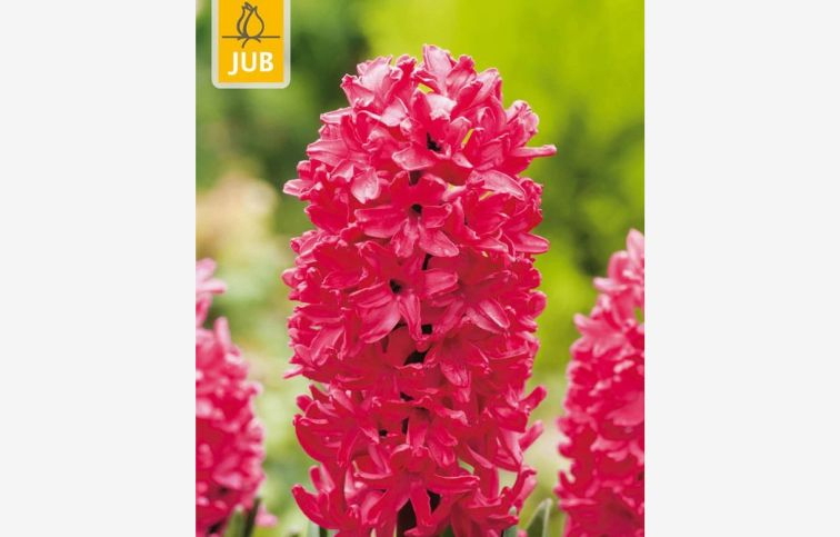 Hyacint Jan Bos 5 ks v balení