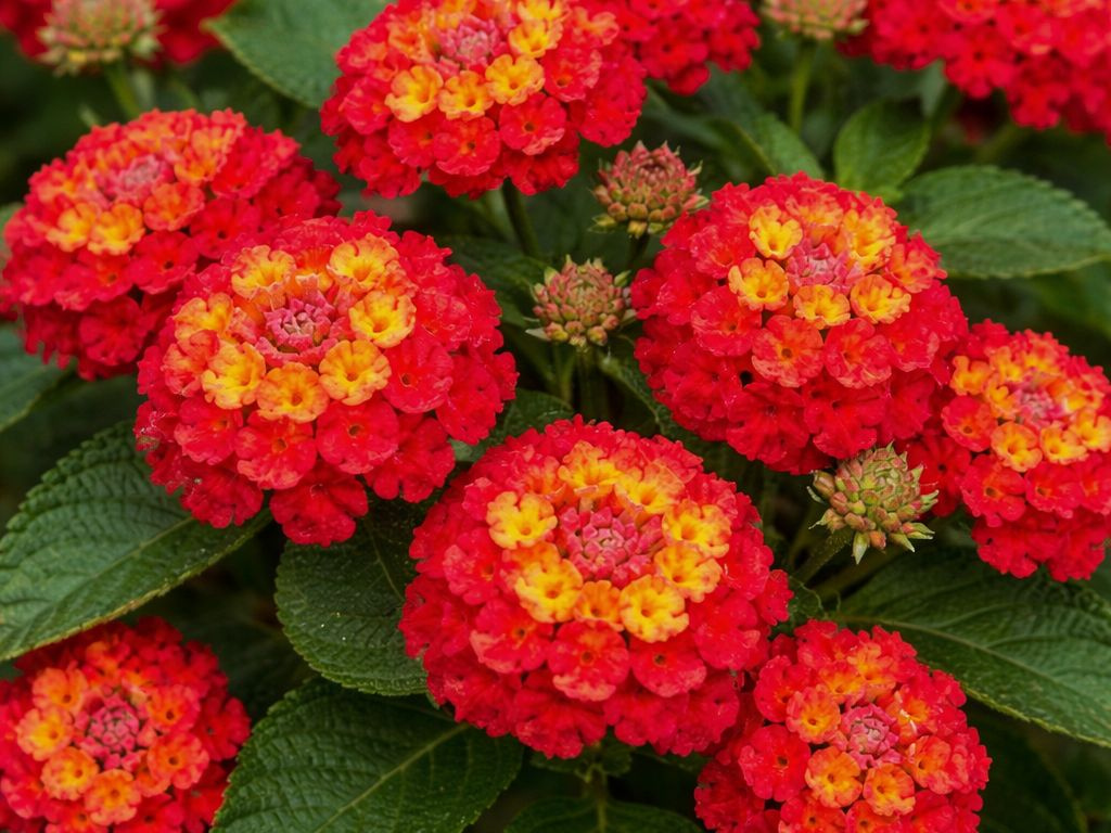 Lantana camara Havana Red, kvetináč 12 cm