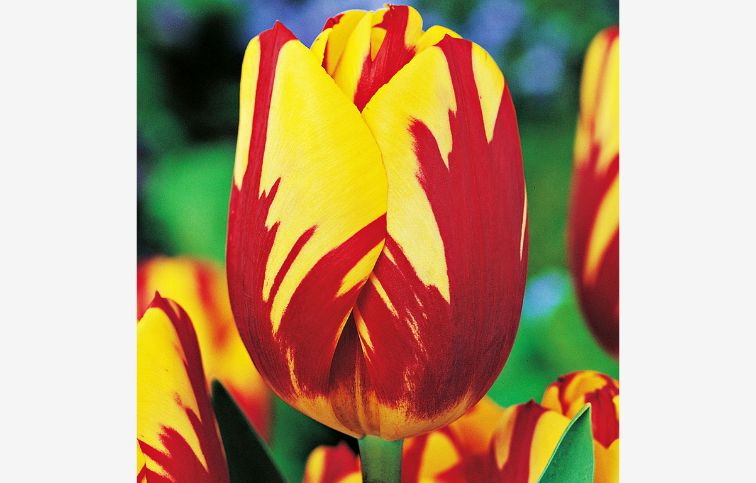 Tulipán Helmar 7 ks v balení