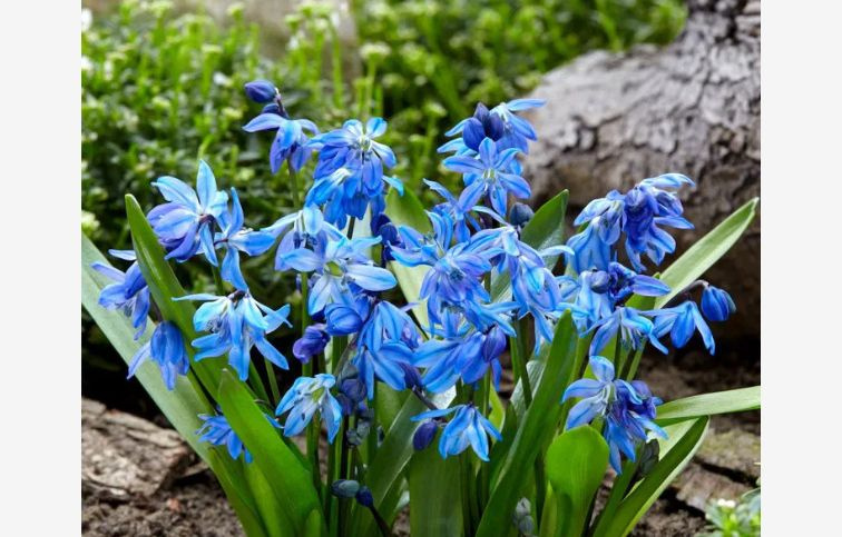 Scila sibírska 8 ks v balení