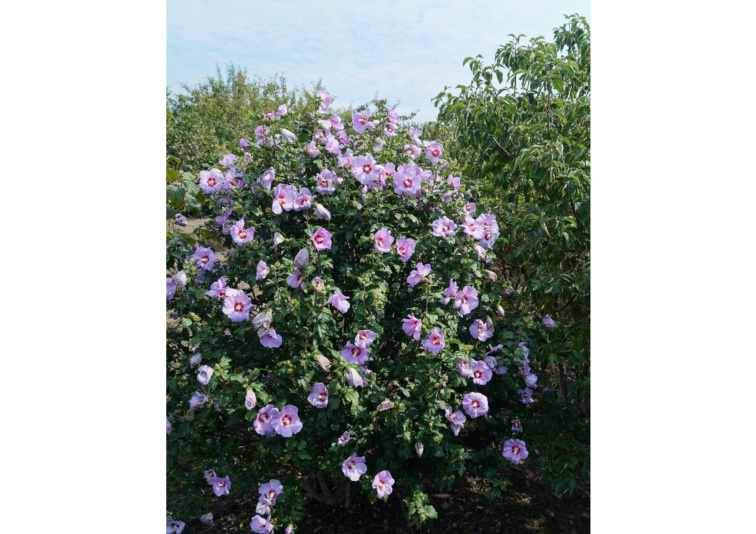 Ibištek sýrsky Oiseau Bleu, výška 20-30 cm, kvetináč 13 cm