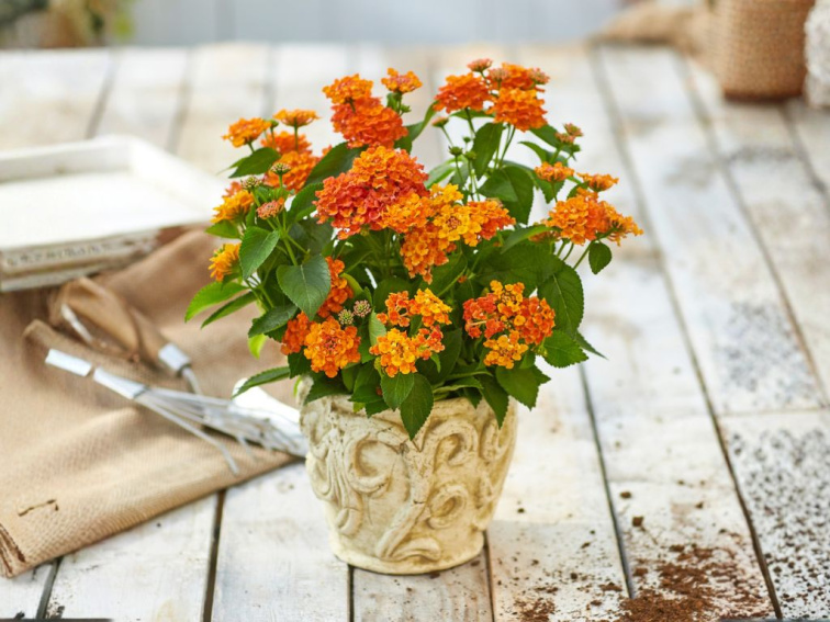 Lantana Lantropics Orange