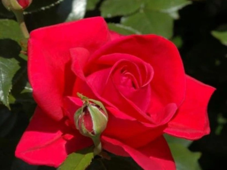 Ruža popínavá Pauls Scarlet Climber, výška 50-60 cm, kvetináč 1,5 l