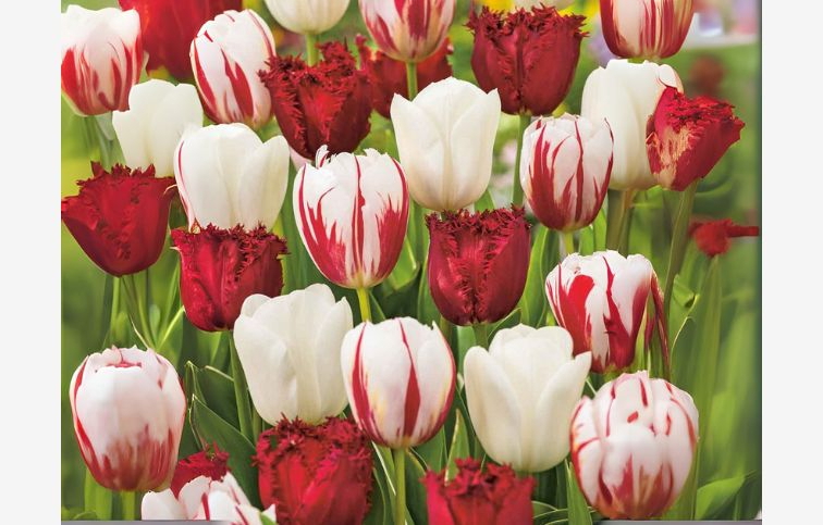 Tulipán Dutch Design MIX 15 ks v balení