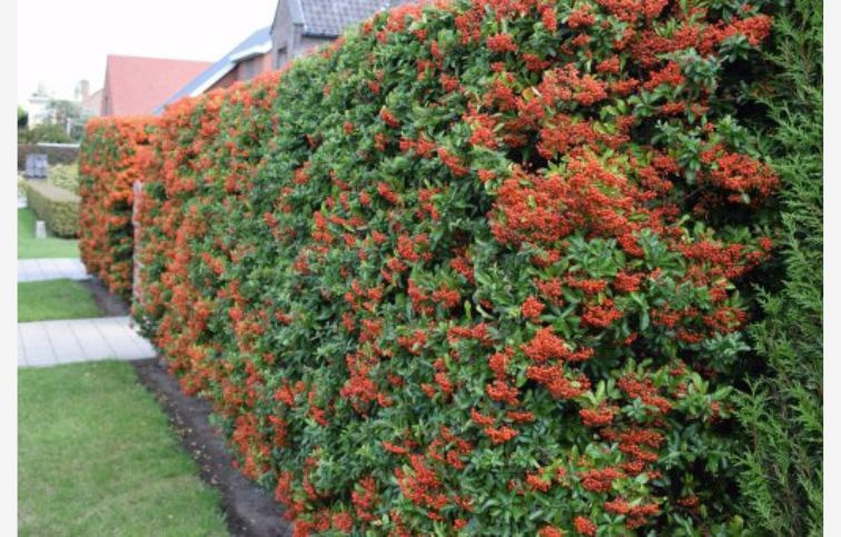 Hlohyňa Red Column 60-70 cm, kont. p15