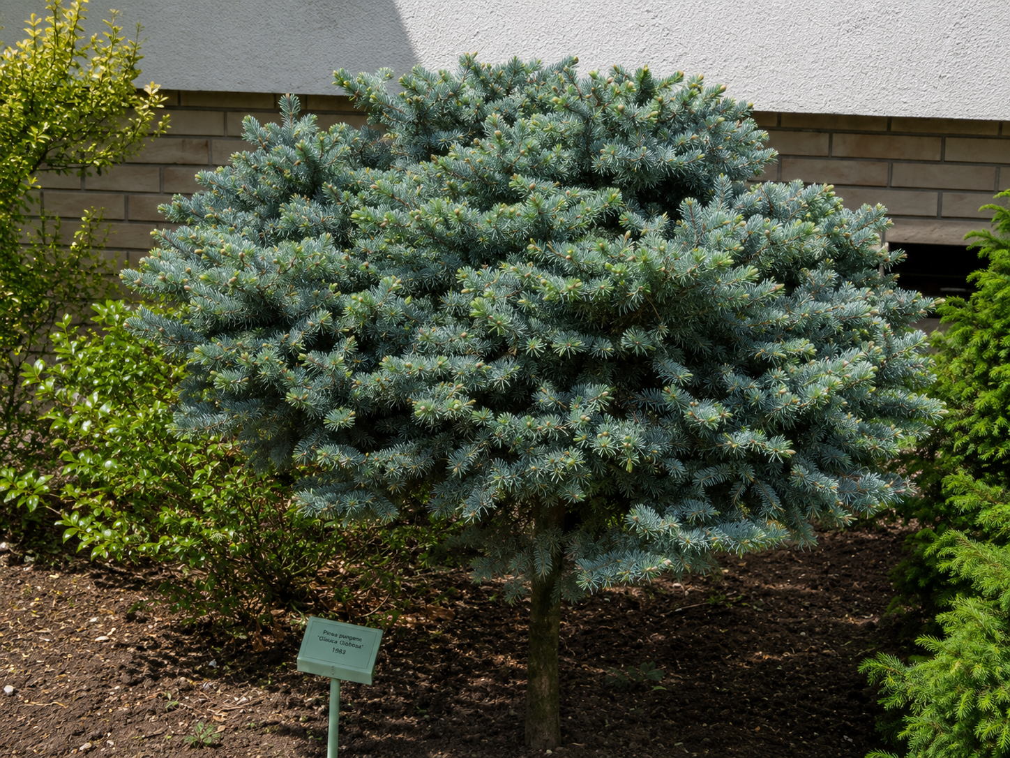 Smrek pichľavý Glauca Globosa na 40-50 cm kmienku, výška 60-80 cm, kvetináč 9 l