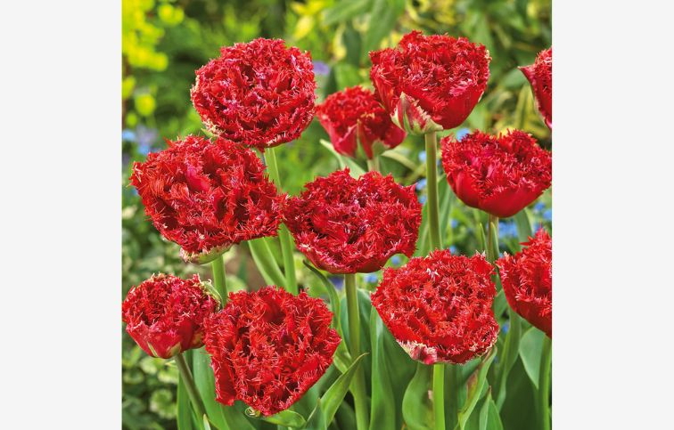 Tulipán Qatar 5 ks v balení