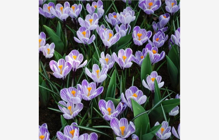 Krokus Pickwick 10 ks v balení